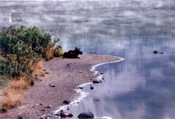 Jasper moose near water